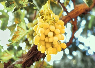 yellow-white grapes grown in the garden without the use of chemicals, 100% natural grapes hanging on the bushes until autumn