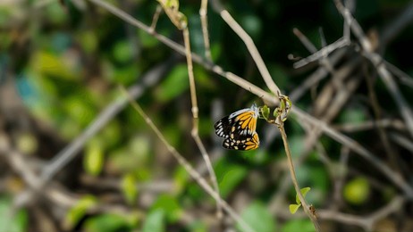 a small, vibrant butterfly with striking yellow, black, and white markings rests delicately on a slender, dry branch, surrounded by a soft, blurred green background.