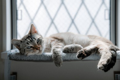 gray cat lounging and stretching on a window perch with its paws extended inside a bright room