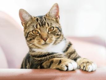 happy brown adult domestic short hair tabby cat looking alert at the camera.