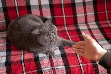 angry grey cat hisses at a person trying to pet it. cat arches its back and hisses in response to an approaching hand