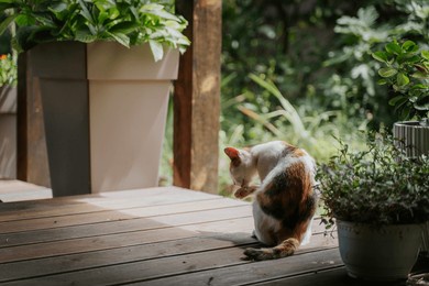 domestic cat washing itself on the terrace of a country cottage