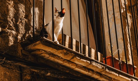 black and white cute and curious cat sitting behind metal bars on an old balcony in warm sunlight. cozy old european traditional village street view.