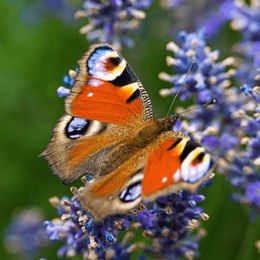 a closeup shot of a peacock butterfly on a purple flower with blurred background