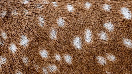 brown fallow deer fur with white spots