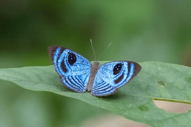 semomesia butterfly borboleta amazônia brazil