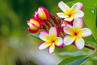 (frangipani flowers, pagoda tree or temple tree) on natural