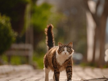 street cats of turkey roam freely, lounging, playing, and exploring the vibrant streets, creating charming scenes of daily life in urban and rural settings.