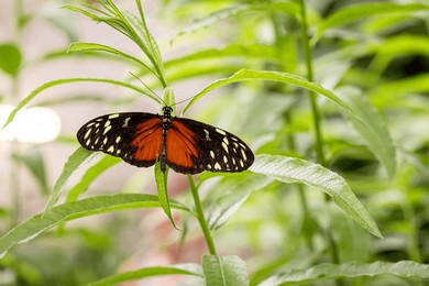 rare butterfly morpho peleides living in the rainforest. living animal in the forest.
