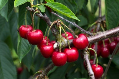 cherry/cherry tree in the sunny garden.