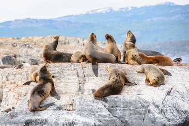 group of the sea lions on the rock, beagle channel