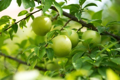 green plum