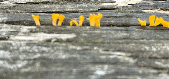 sweet osmanthus ear fungus growing
