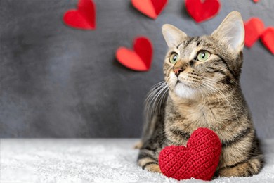 red knitted heart in the paws of a cat. a gray and black fluffy cat for valentine's day or postcard. textured background with a cat. copy space. valentine valentine's day, lovers day, love concept