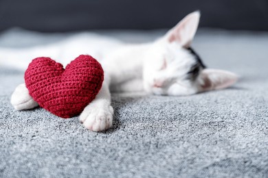 red knitted heart in the paws of a cat. a gray and black fluffy cat for valentine's day or postcard. textured background with a cat. copy space. valentine valentine's day, lovers day, love concept