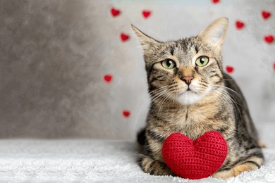 red knitted heart in the paws of a cat. a gray and black fluffy cat for valentine's day or postcard. textured background with a cat. copy space. valentine valentine's day, lovers day, love concept