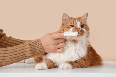 owner brushing cute cat's teeth on table against beige background