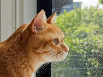 an orange cat is captivated by the sunlit world outside its window. this serene close-up beautifully captures a pet's curious and alert profile, observing its surroundings.

