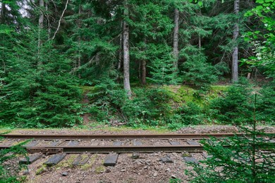 lush forest surrounding quiet train tracks in a serene woodland area