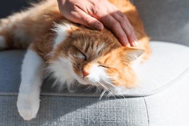 a fluffy red-haired cat is happy to receive gentle strokes on the head from a human. pets. 