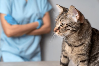 veterinarian examining pet on table in veterinary clinic, veterinary caring of a cute cat, healthcare of your pet. pet health check up. caring veterinarian examining and comforting a cat during