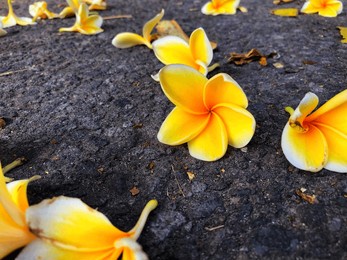 the blossoms are falling. yellow frangipani flowers bloom on the floor. background of falling flowers. plumeria flowers on blurred black brick floor background