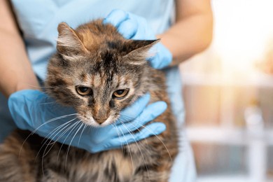 veterinarian examining pet on table in veterinary clinic, veterinary caring of a cute cat, healthcare of your pet. pet health check up. caring veterinarian examining and comforting a cat during
