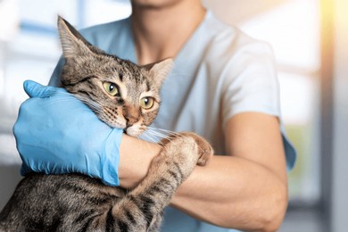 veterinarian examining pet on table in veterinary clinic, veterinary caring of a cute cat, healthcare of your pet. pet health check up. caring veterinarian examining and comforting a cat during