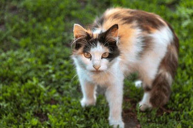 a tricolor cat with white, brown, and black fur stands on green grass.  the cat is looking directly at the camera. its fur appears somewhat unkempt