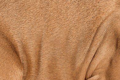 close up view of short haired dog fur, showcasing its texture and creating a warm and natural background ideal for design projects