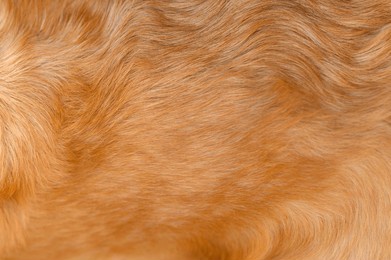 natural golden retriever dog fur close-up, can be used as a background or texture.
