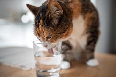 curious calico cat drinking and lapping water from glass on table at home, closeup. kitty feel thirsty. pet behavior and habits