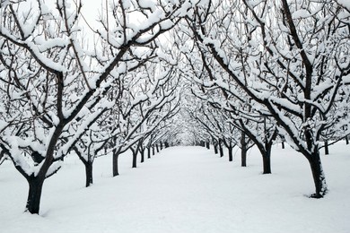 snow covered organic gala apple orchard during the winter season in the okanagan valley near penticton in summerland, british columbia, canada.