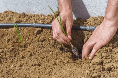 close-up of a man's hands planting onions in his organic vegetable garden