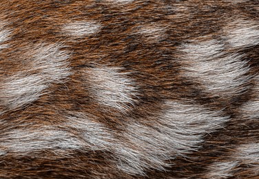 detailed macro shot of a few hours old red deer fawn's fur, highlighting its unique pattern and delicate texture