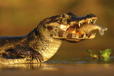 yacare caiman, crocodile with fish in with evening sun, pantanal, brazil