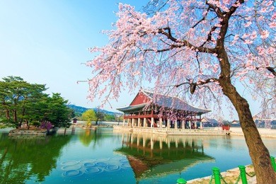 gyeongbokgung palace with cherry blossom in spring,korea