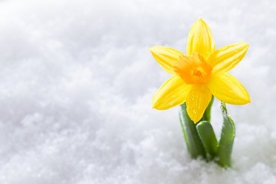 crocus flower growing form snow. the beginning of spring. nature