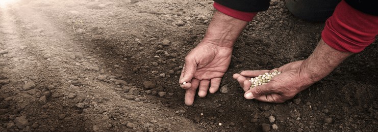 old human woman worker arm put begin young small root stem produce new life hope love hobby. closeup macro view botany country good girl fresh wet fertile humus compost mud bio eco food crop concept