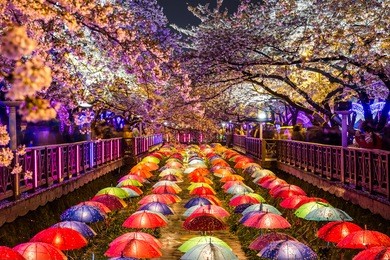 cherry blossoms at night in busan, south korea.