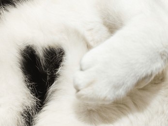 black heart shaped cat fur, close up white paw soft fluffy hair