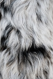 close-up texture of australian shepherd dog fur in blue merle (black, white, and gray tones). detailed, wavy, luxurious coat abstract background