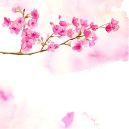 pink background with branch of cherry blossom. vector watercolor illustration of sakura.