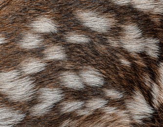 detailed texture of few hours old red deer fawn - cervus elaphus - fur, showcasing its intricate patterns and natural camouflage