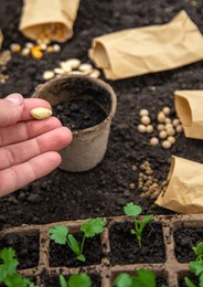 sow seeds in the garden for rose gardens. selective focus. nature.