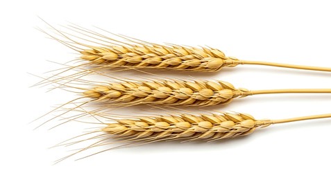 wheat ears or heads set isolated on white background. package design element with clipping path