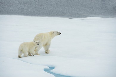 mother and cub polar bears walk along ice floe in arctic ocean above svalbard norway