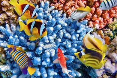 wonderful and beautiful underwater world with corals and tropical fish.