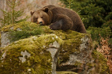 a brown bear in the forest. big brown bear. bear sleeping on top of a hill in the woods.
