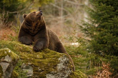 a brown bear in the forest. big brown bear. bear sits on a rock. ursus arctos.